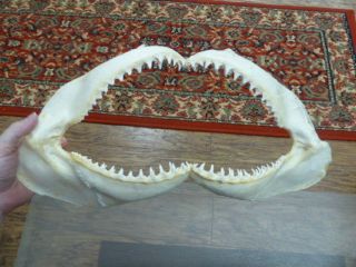 (sj01 - 23 - 5) 18 " Common Blacktip Black Tip Shark B Grade Jaw Sharks Teeth Biology