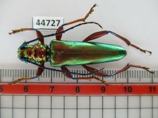 44727.  Cerambycidae Sp.  Vietnam Central.  Rare
