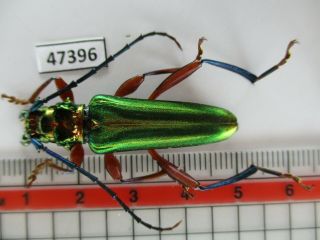 47396.  Cerambycidae Sp.  Vietnam North