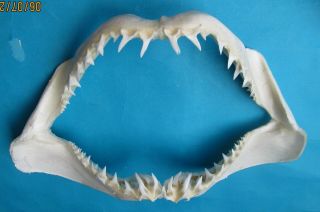 17 " White Mako Shark Jaw Teeth Taxidermy For Scientific Study Sd - 460