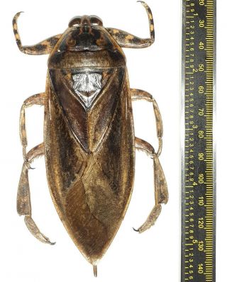 Hemiptera/belostomatidae Lethocerus Sp 111 Mm Big Exemplar From Iquitos Peru