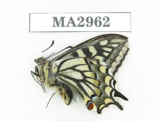 Butterfly.  Papilio Machaon Ssp.  China,  Tibet,  Yadong County.  1m.  Ma2962.
