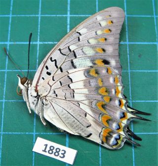 Unmounted Butterfly Nymphalidae Charaxes solon ssp.  female Laos Rare 2