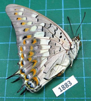 Unmounted Butterfly Nymphalidae Charaxes solon ssp.  female Laos Rare 3
