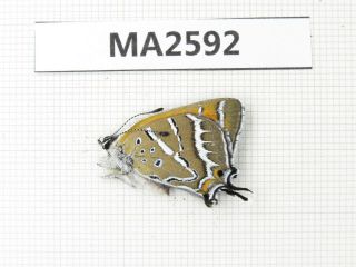 Butterfly.  Lycanidae Sp.  China,  Yunnan,  Xiangerila,  Benzilan.  1pcs.  Ma2592.
