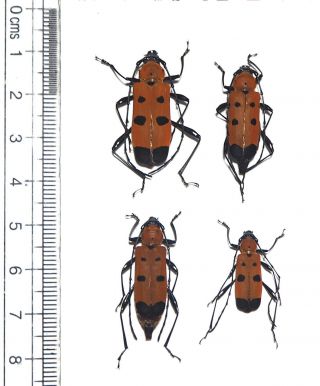 Cerambycidae.  4 X Rosalia Oberthueri.  Mt Bawang.  West Kalimantan (6)