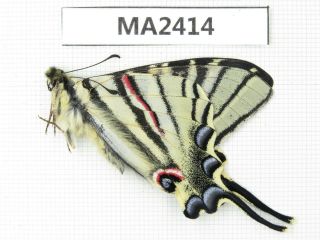 Butterfly.  Iphiclides Podalirinus.  China,  W Sichuan,  Batang.  1m.  Ma2414.