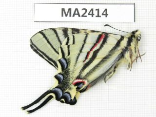 Butterfly.  Iphiclides podalirinus.  China,  W Sichuan,  Batang.  1M.  MA2414. 2