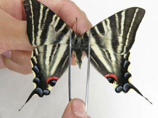 Butterfly.  Iphiclides podalirinus.  China,  W Sichuan,  Batang.  1M.  MA2414. 3