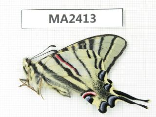 Butterfly.  Iphiclides Podalirinus.  China,  W Sichuan,  Batang.  1m.  Ma2413.