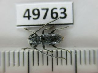 49763.  Cerambycidae Sp.  New?.  Vietnam Central.  Rare