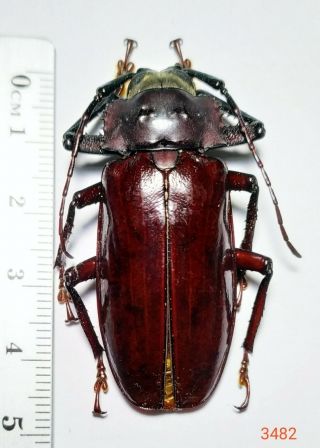 1x.  Rhaphipodus Species 45mm From Central Sulawesi (3482)