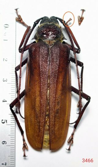 1x.  Prioninae Species A2 62mm From Central Sulawesi (3466)