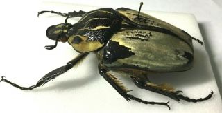 Goliathus cacicus Female - Cote d`Ivoire 2