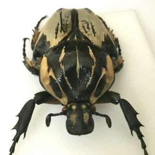 Goliathus cacicus Female - Cote d`Ivoire 6