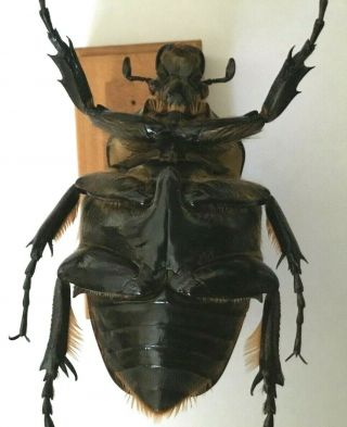 Goliathus cacicus Female - Cote d`Ivoire 7