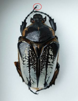 (Cetoniidae) Goliathus Cacicus Female EXTREME FORM 2