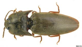 Coleoptera Elateridae Gen.  Sp.  N.  Thailand 17mm