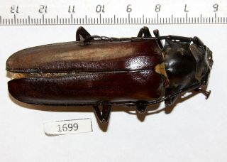 1699.  Cerambycidae.  Callipogon Relictus.  Russian Far East,  Primorye.  Female.  72m