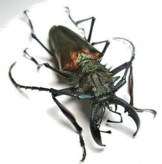 Cerambycidae Prioninae Psalidognathus Superbus,  Male 64mm 16 From Peru