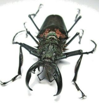 Cerambycidae Prioninae Psalidognathus Superbus,  Male 66mm 15 From Peru