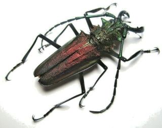 Cerambycidae Prioninae Psalidognathus Superbus,  Male 64mm 14 From Peru