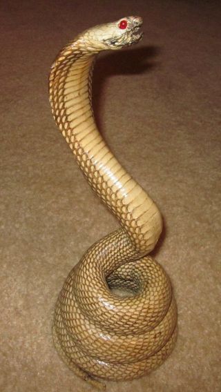 Real Coiled Cobra Snake Skin Taxidermy Oddities 13 " Tall