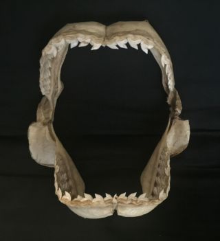 11 " Shark Jaw Mouth With Teeth Tooth Taxidermy Mount Skeleton Real Bone Skull