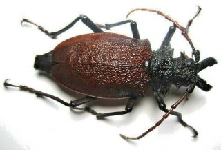Cerambycidae Prioninae Psalidognathus Specie.  ? 66mm 2 From Peru