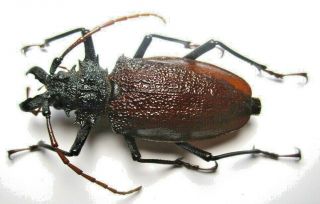 Cerambycidae Prioninae Psalidognathus Specie.  ? 63mm 1 From Peru