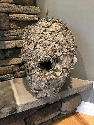 Huge Real Paper Wasp/hornet Nest 20” X 14” Bald Face Wasp Bee Taxidermy Man Cave