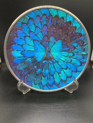 Vintage Iridescent Blue Morpho Butterfly Wing Plate Dish 9 1/2” Wall Art Brazil