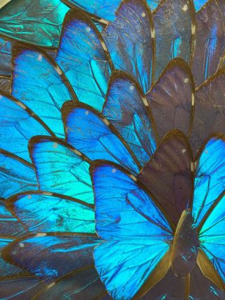 Vintage Iridescent Blue Morpho Butterfly Wing Plate Dish 9 1/2” Wall Art Brazil 2