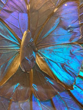 Vintage Iridescent Blue Morpho Butterfly Wing Plate Dish 9 1/2” Wall Art Brazil 3