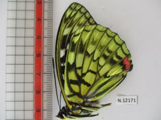 N12171.  Unmounted butterflies: Sasakia charonda.  North Vietnam.  Ha Giang 2