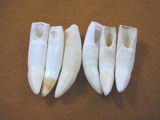 (g371 - 94 - 10) Six 1 - 3/4 " Gator Alligator Aligator Tooth Gators Teeth For Jewelry