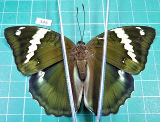 Unmounted Butterfly Nymphalidae Euthalia Hebe Tsuchiyai Female Laos