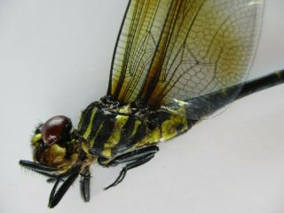 44918.  Odonata: Chlorogomphus Sp?.  Vietnam Central