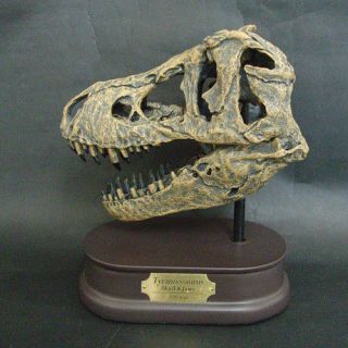 Tyrannosaurus T - Rex Polyresin Skull Figures Skull & Jaws Model 1/10 Scale