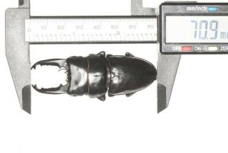 Lucanidae Stag Beetle Dorcus Sp.  S.  W.  Tibet 70.  9mm
