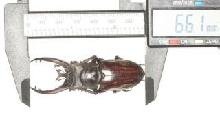 Beetle Lucanidae Lucanus Victorius Yunnan 66.  1mm