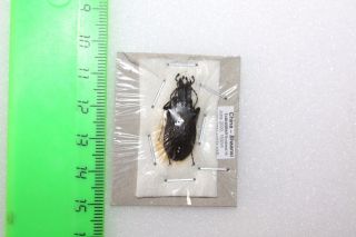 Insect Beetles Carabidae Carabus (lasiocoptolabrus) Sunwukong China H=1500m