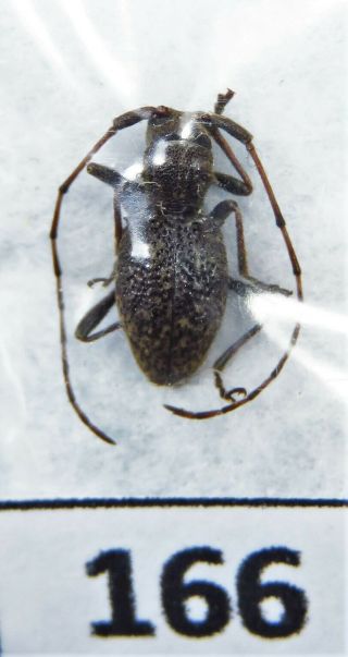 Unmounted Beetle Cerambycidae Unidentified Species Laos