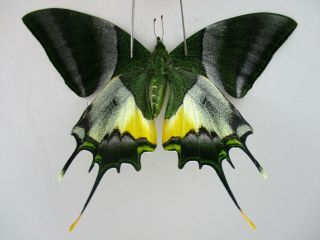 Pa4777.  Unmounted Butterflies: Teinopalpus Imperialis.  North Vietnam.  Yen Bai
