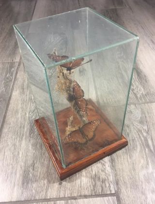 Vintage Butterfly Taxidermy Wood Glass Display Case 3 Butterflies Wooden Rare