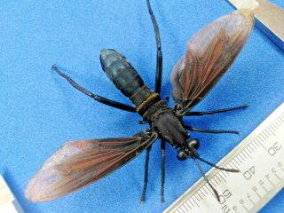 Diptera Tabanidae Asilidae N° 04,  81mm Xxl - Giant From - Peru