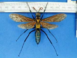 Hymenoptera Pompilidae Spider Hunter Wasp From - Peru