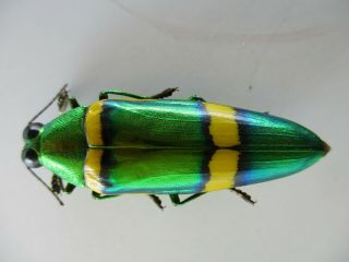 48672 Buprestidae,  Chrysochroa sp?.  Vietnam South 2