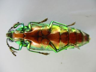 48672 Buprestidae,  Chrysochroa sp?.  Vietnam South 3