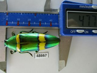 48667 Buprestidae,  Chrysochroa Sp?.  Vietnam South